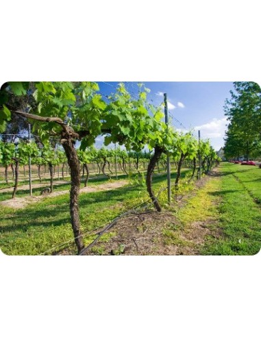 Σταλακτηφόροι 3,5 Bar Σταλακτηφόροι 3,5 Bar