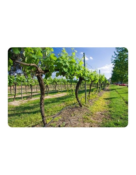 Σταλακτηφόροι 3,5 Bar Σταλακτηφόροι 3,5 Bar