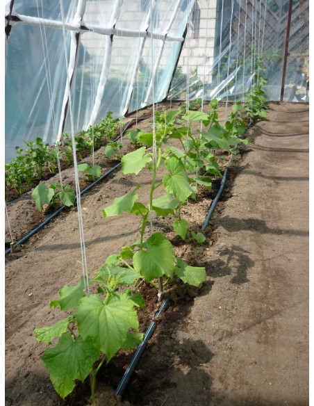 Σταλακτηφόροι Μικρές Συσκευασίες Σταλακτηφόροι Μικρές Συσκευασίες