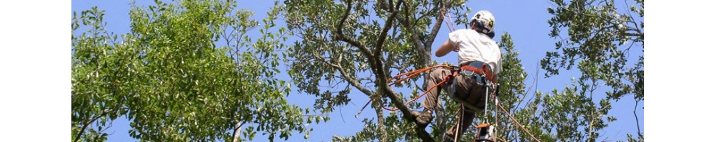 Φροντίδα δέντρων | ψαλίδια | ηλεκτρικά ψαλίδια | κλαδευτήρια χειρός | αλυσοπρίονα | πριόνια